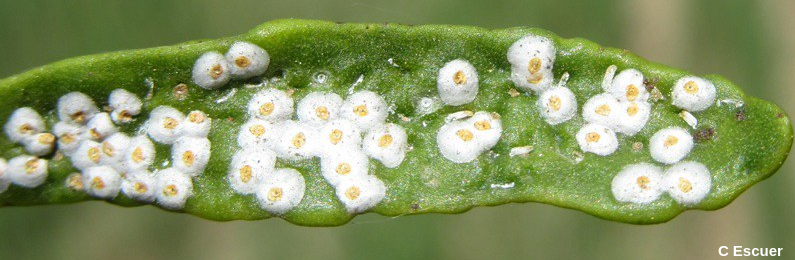 Carulaspis visci